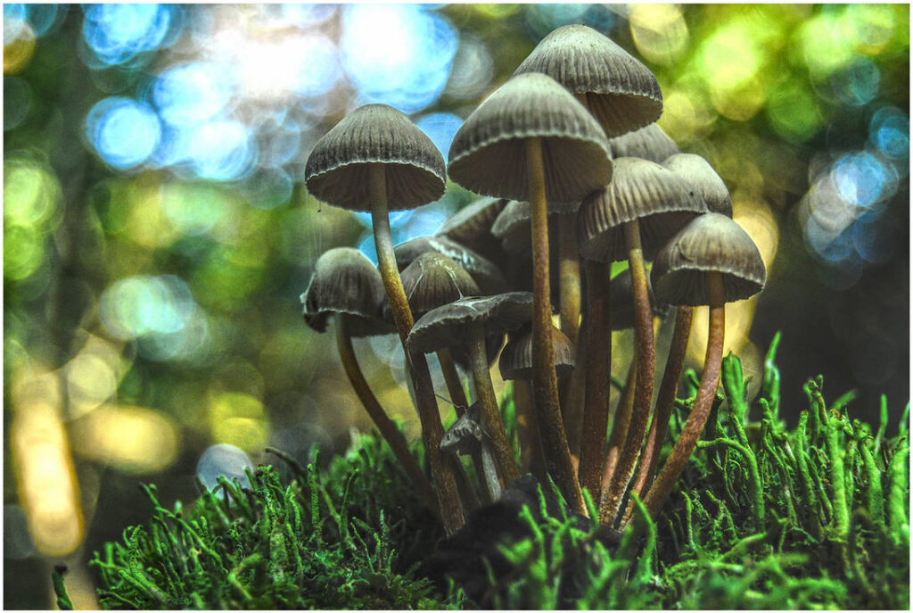 mushroom community, 