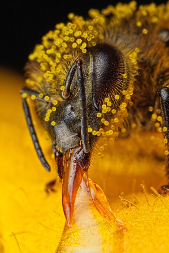 Better Living Through Beekeeping Image