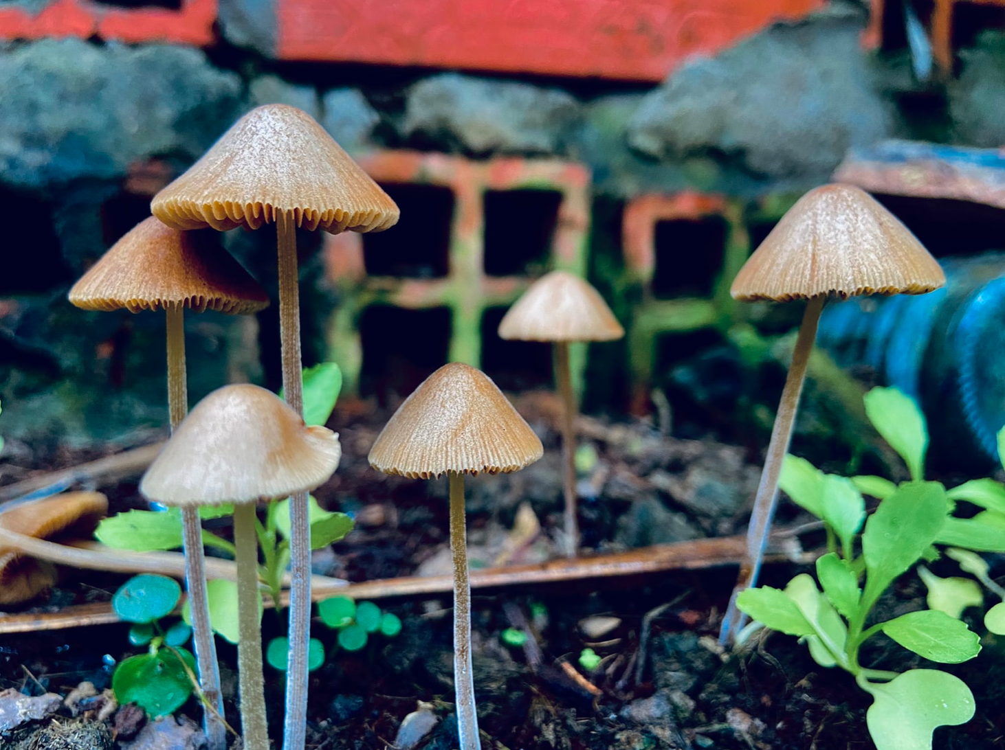 How To Grow Edible Mushrooms at Home