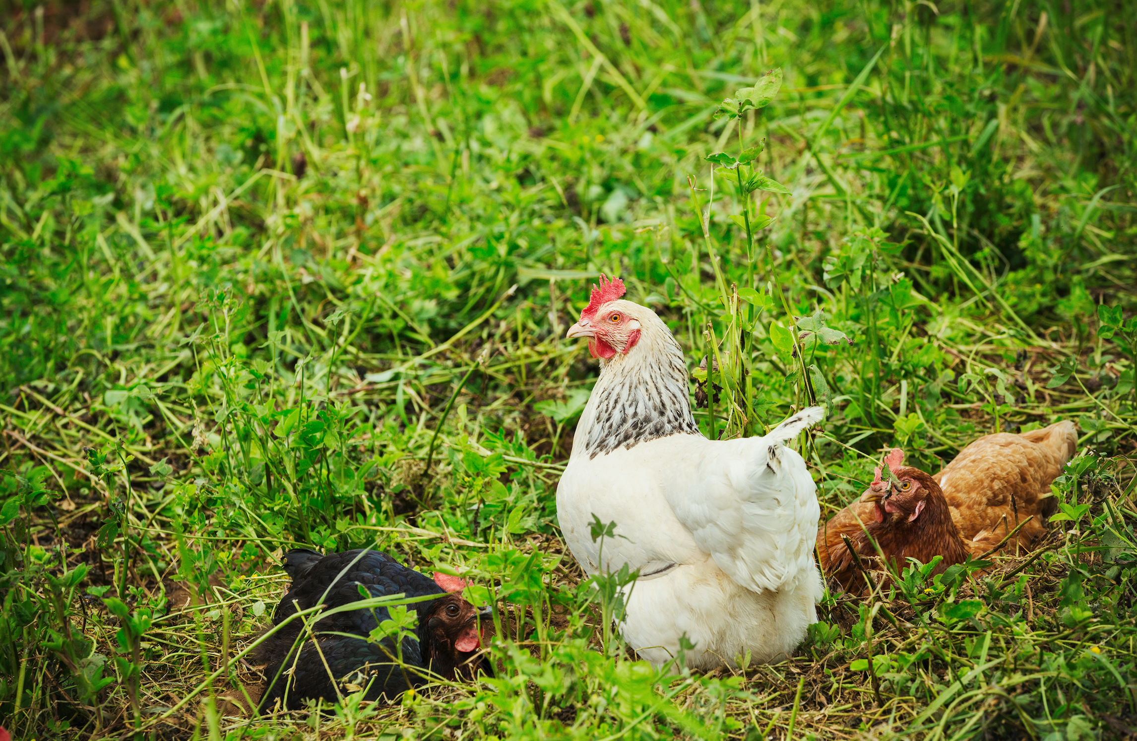 What to Know Before Keeping Chickens in Your Backyard Image