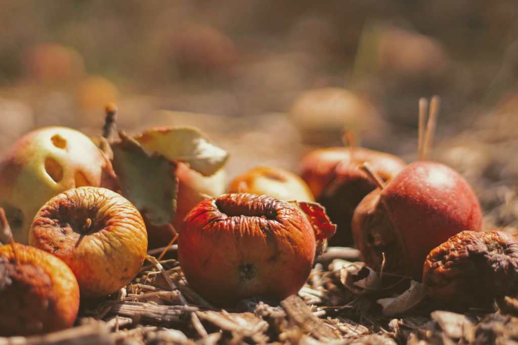 How to Compost with Confidence: Nature’s Own Miracle Grow Image