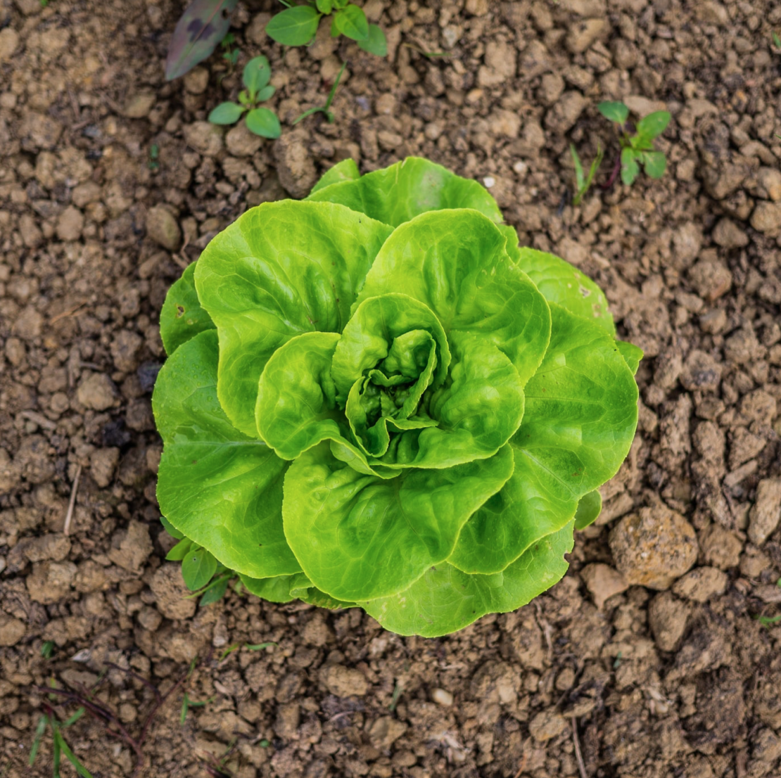 How to Grow Lettuce Image